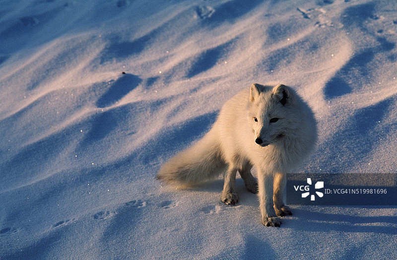 北极狐，加拿大的北极狐图片素材