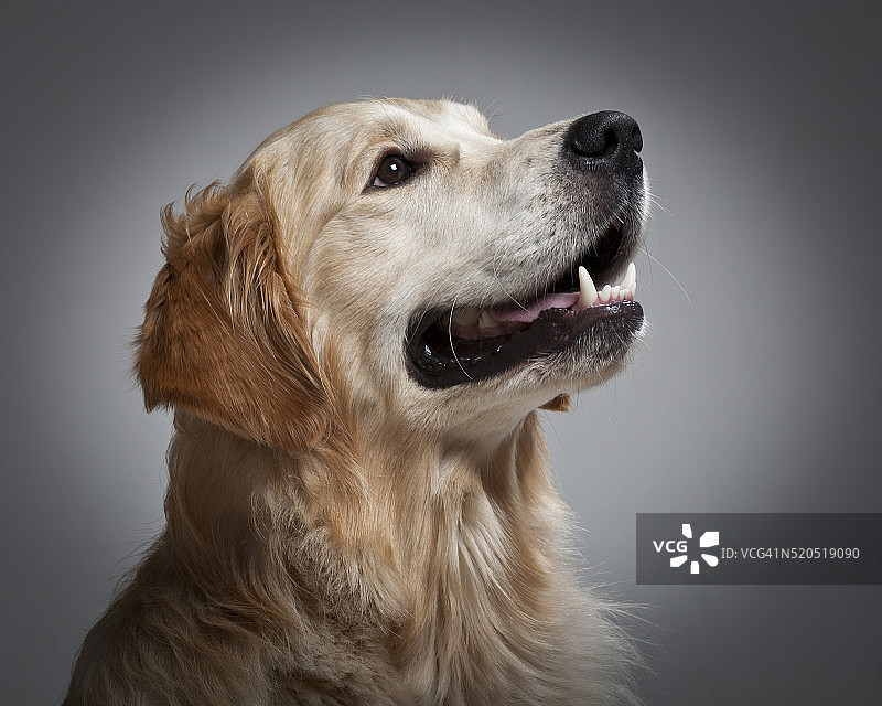 年轻的金毛猎犬的肖像图片素材