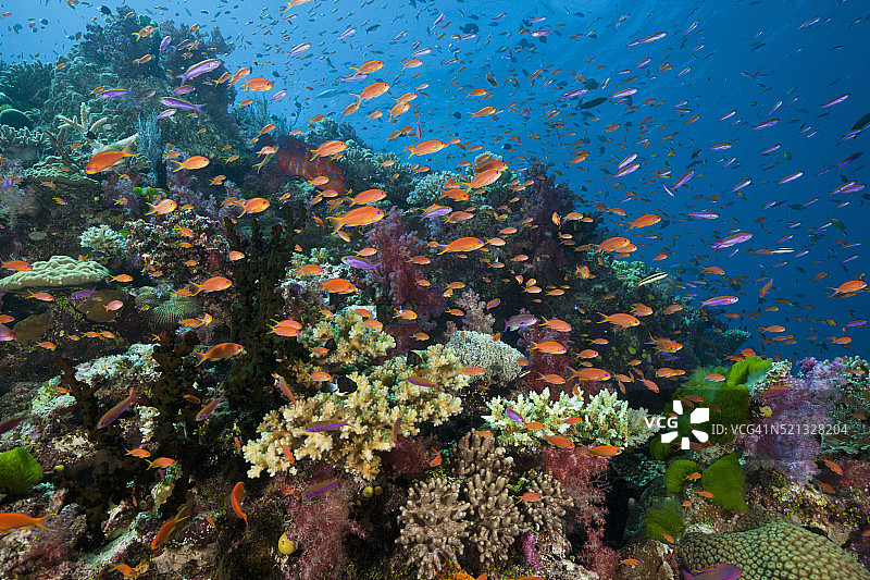 珊瑚礁的刺花图片素材