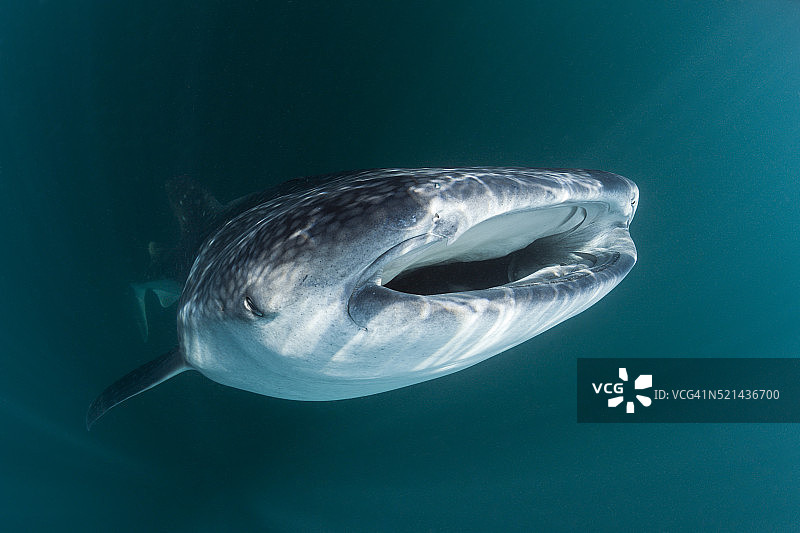 鲸鲨，印度尼西亚图片素材