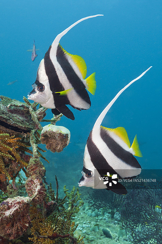 一对长鳍旗鱼，印度尼西亚图片素材