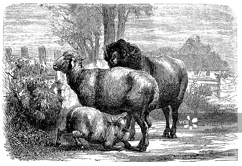 古老的羊插图图片素材