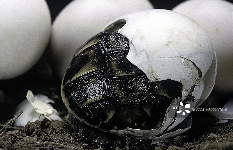 泰斯图多·赫尔曼(西赫尔曼龟)-孵化图片素材