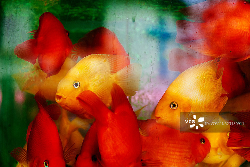 香港出售金鱼图片素材