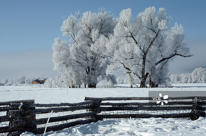 结霜的树和雪地图片素材