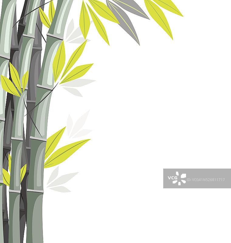 竹孤立于白色图片素材