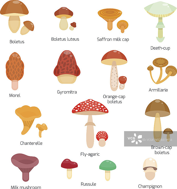 矢量图不同类型的蘑菇图片素材