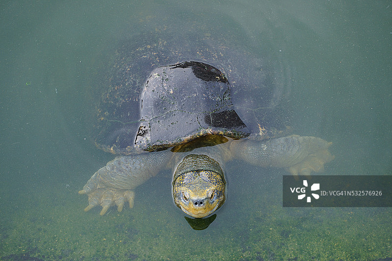 乌龟在小湖里游泳图片素材