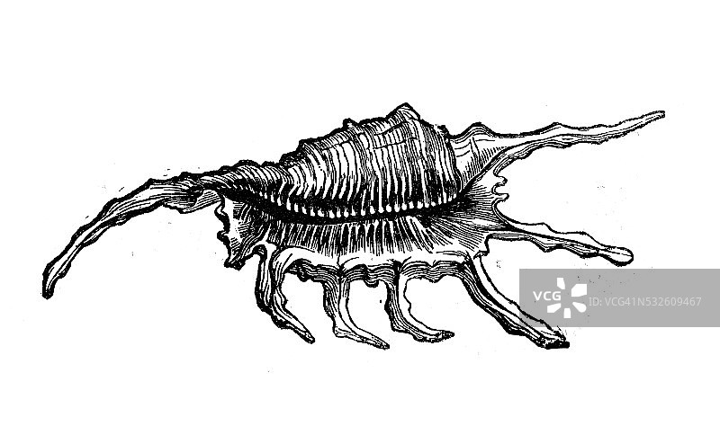 天蝎座翼龙壳的古董插图图片素材