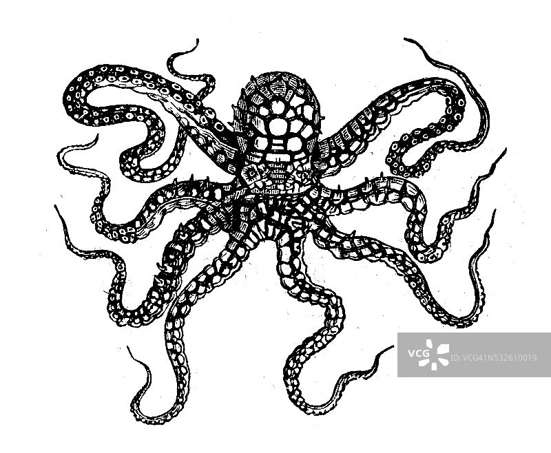 恐怖章鱼的古董插图图片素材