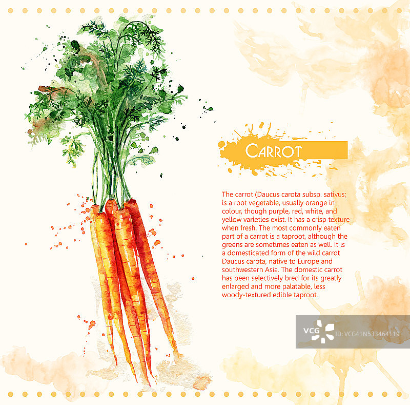 胡萝卜。生的蔬菜。图片素材
