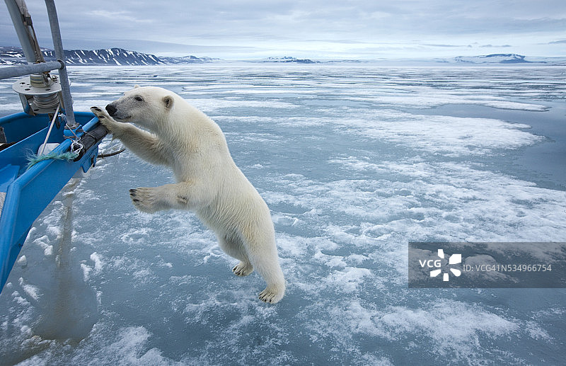 好奇的北极熊，挪威斯瓦尔巴特群岛图片素材