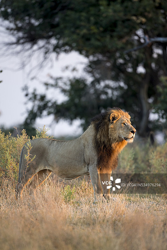 雄狮，莫雷米野生动物保护区，博茨瓦纳图片素材