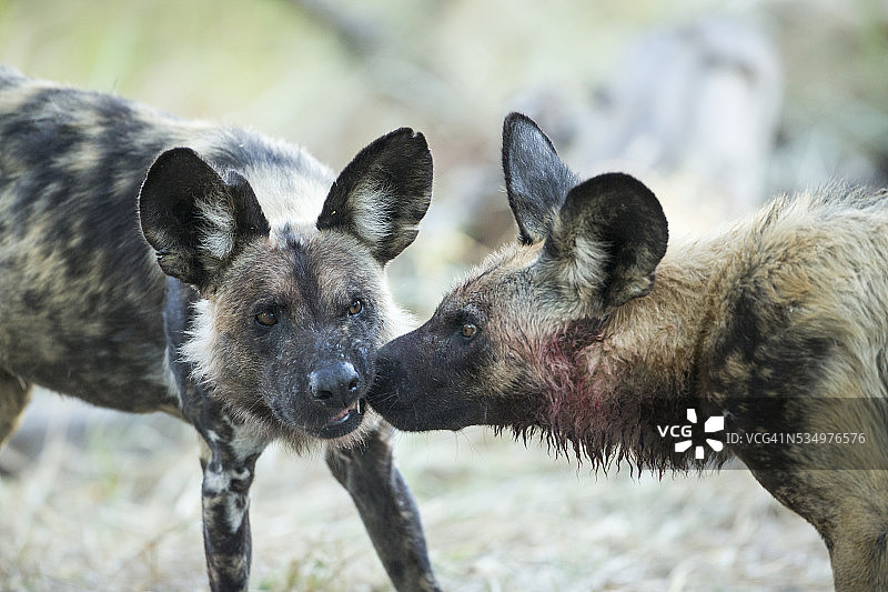 黎明的野狗，莫雷米野生动物保护区，博茨瓦纳图片素材