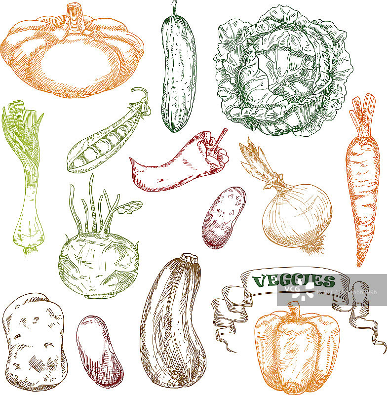 用于农业设计的彩色蔬菜草图图片素材