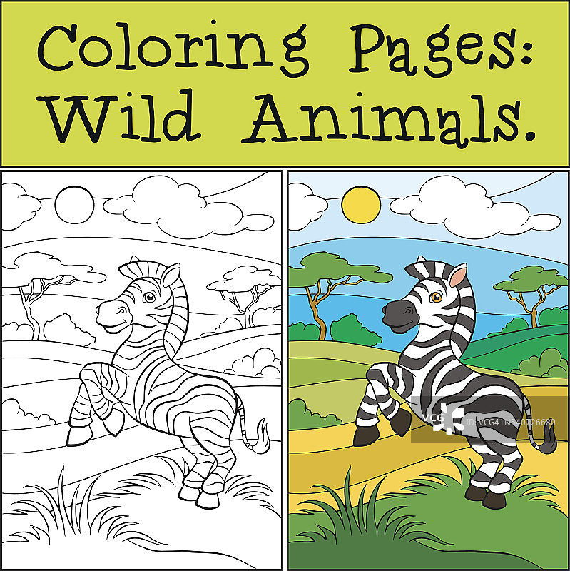 涂色页:野生动物。小可爱的斑马。图片素材