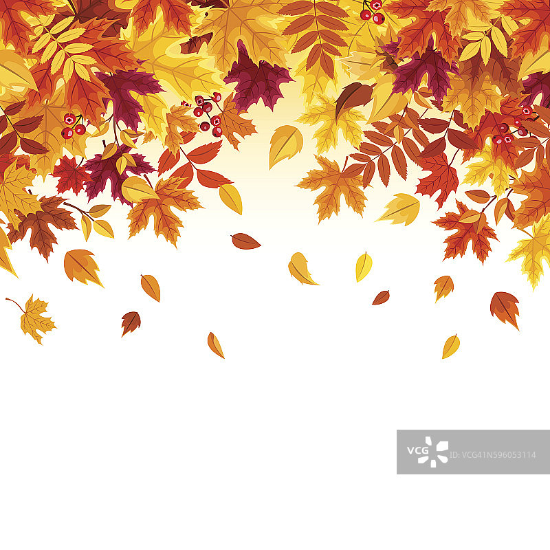 背景与色彩缤纷的秋天树叶。矢量插图。图片素材