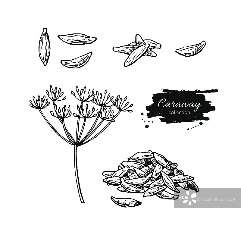 香菜矢量手绘插图集。孤立的香料objec图片素材