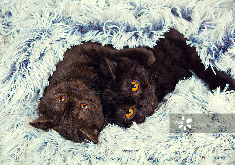 两只棕色的小猫一起躺在冷杉毯子上图片素材