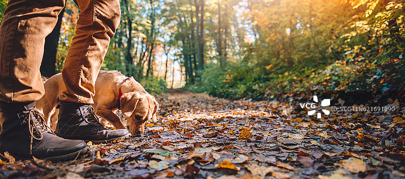 一名男子带着狗在秋天的森林里徒步旅行图片素材