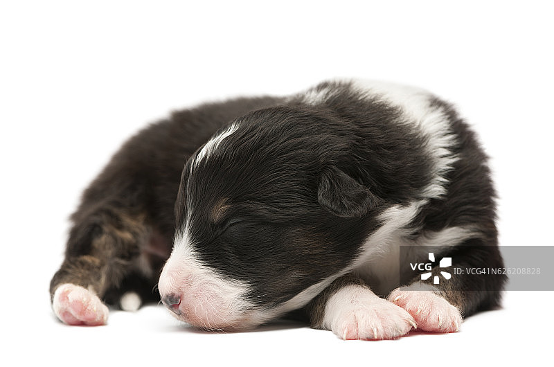 澳大利亚牧羊犬幼犬，12天大，躺着睡觉图片素材