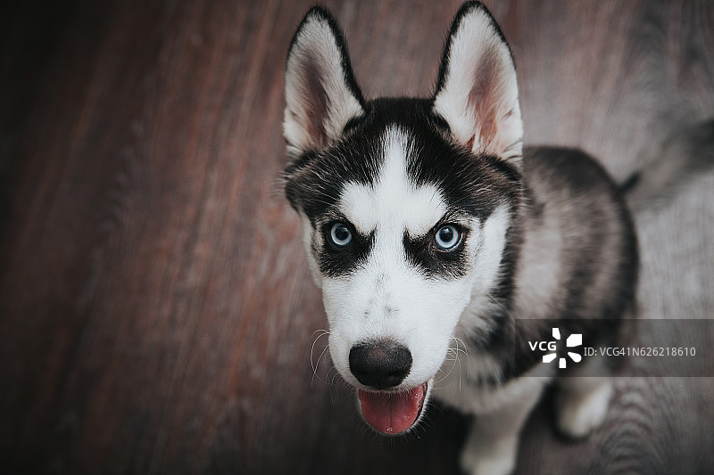 小狗西伯利亚雪橇犬图片素材