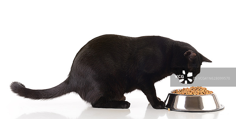 黑猫吃干猫粮图片素材