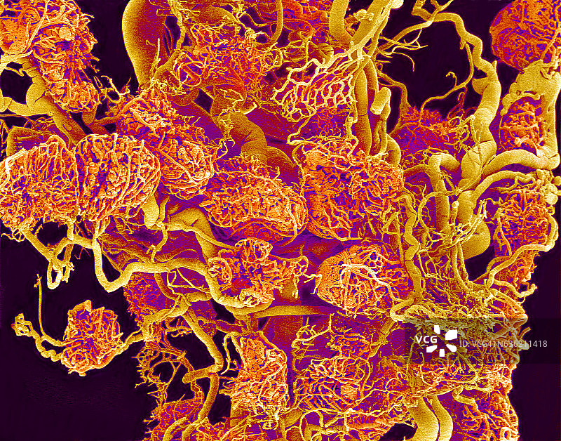 青蛙卵巢的血管和黄体图片素材