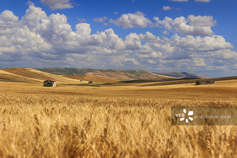 农村景观的夏天。玉米田被云朵覆盖。阿普利亚(意大利)图片素材