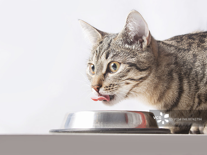 猫喝着(吃着)碗图片素材