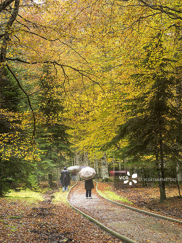 人们在雨中行走，在秋日的山毛榉林中图片素材