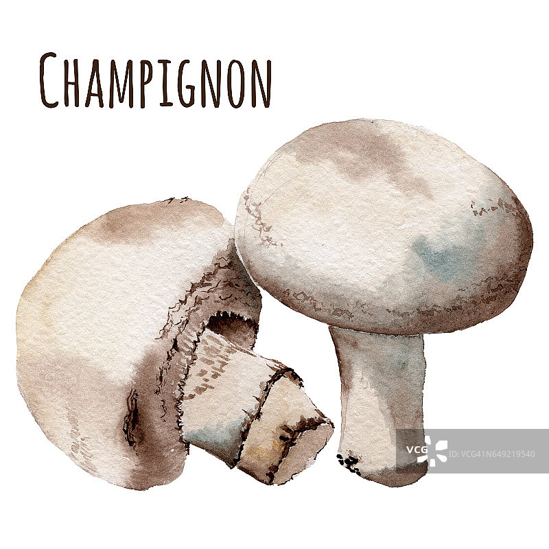 Wtercolor蘑菇图片素材
