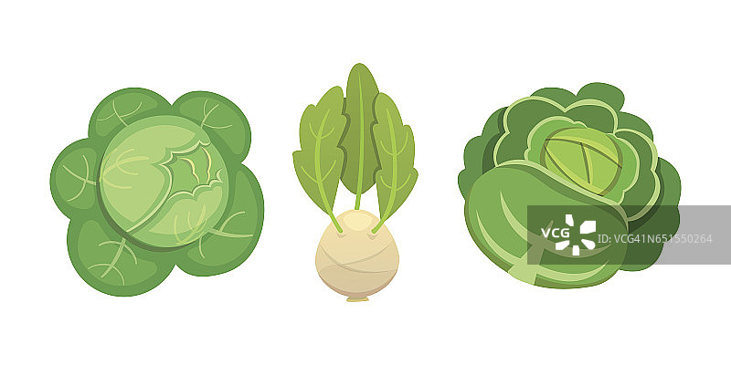 设置矢量卷心菜和生菜。蔬菜绿花椰菜，大头菜，其他不同的卷心菜。图片素材