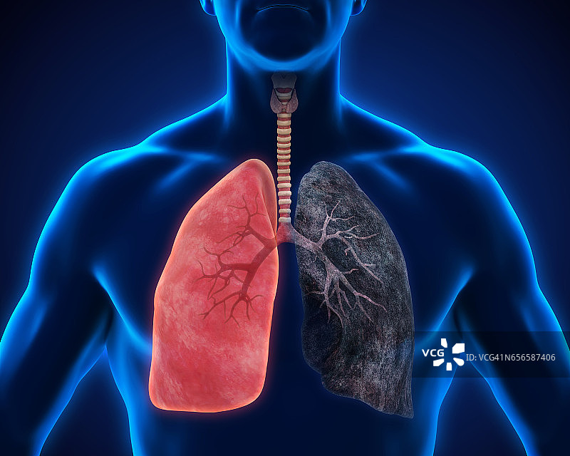 健康的肺和吸烟者的肺图片素材