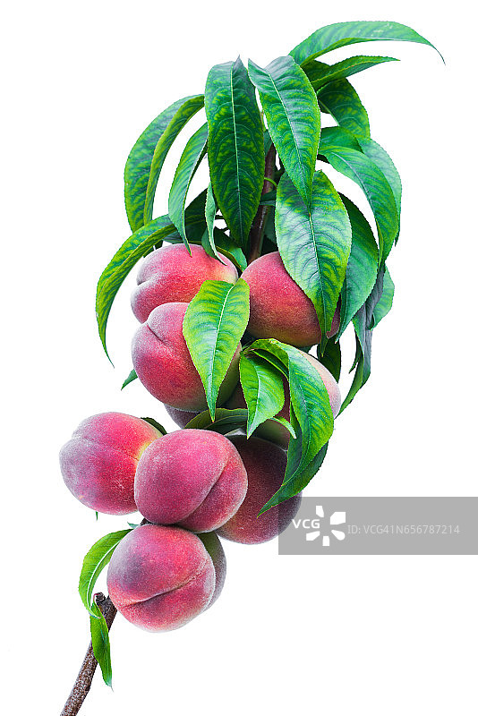 树枝与成熟的果实桃子上的一个分支孤立在一个白色的背景微距镜头图片素材