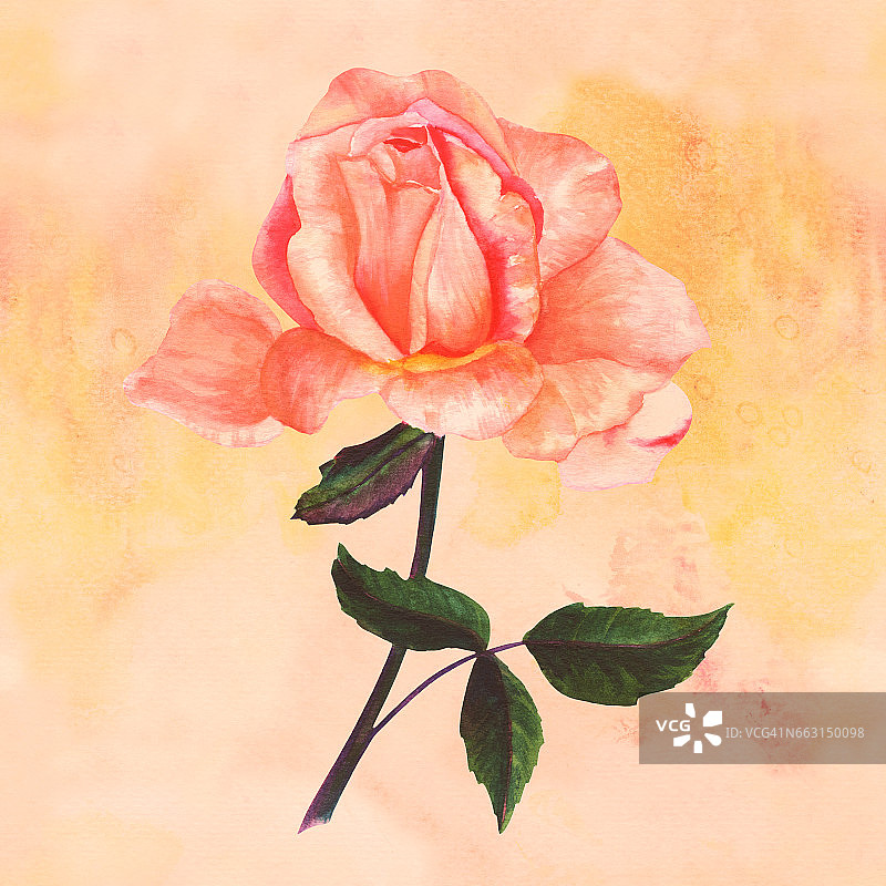 水彩粉玫瑰旧纸，复古风格的海报图片素材