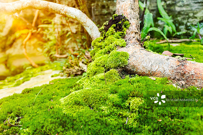 美丽的树与苔藓覆盖。大自然绿木阳光背景。图片素材