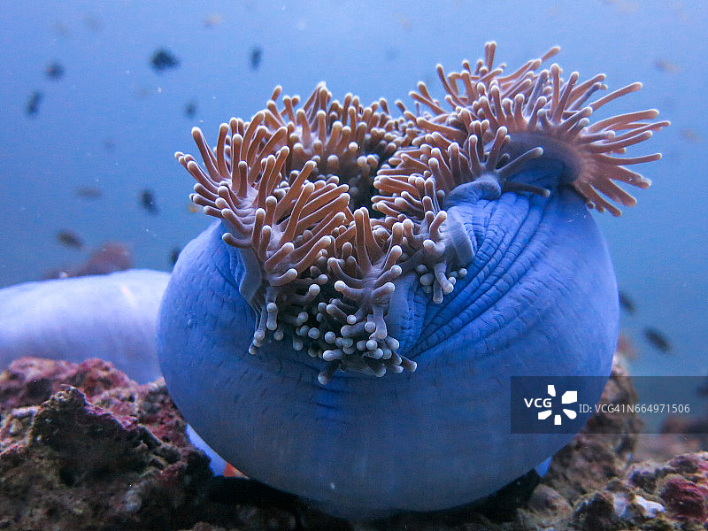 珊瑚礁脆弱生态系统海洋环境中的华丽海葵与臭鼬海葵鱼小丑鱼。图片素材