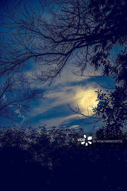 树枝的剪影，满月的夜空。图片素材