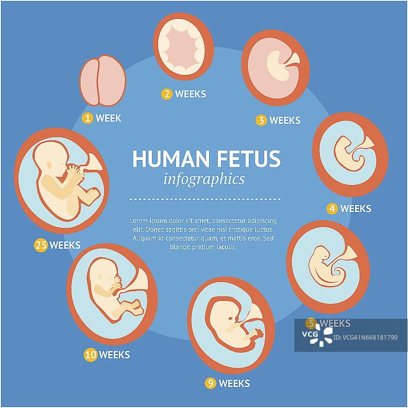 妊娠胎儿生长阶段发育信息图菜单。向量图片素材