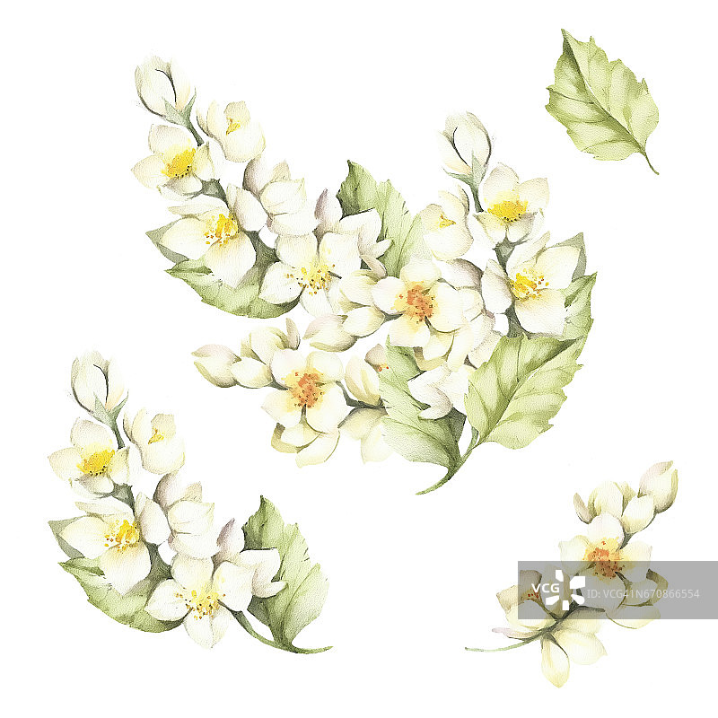 这是茉莉花的花枝。水彩插图。图片素材
