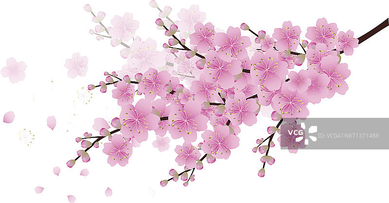 樱花背景。樱花孤立白色背景图片素材
