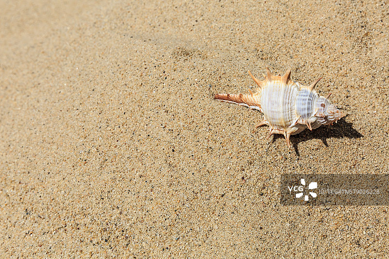 热带海滩上美丽的海螺图片素材