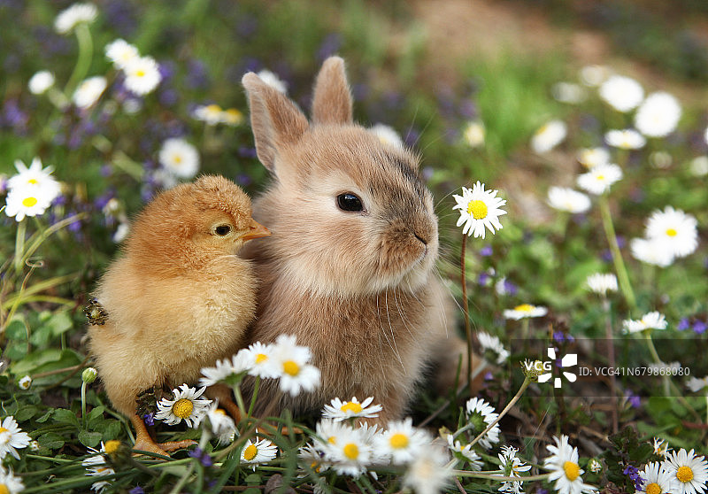 小兔子和小鸡是最好的朋友图片素材