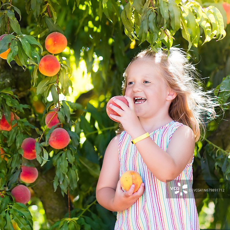孩子们从果树上摘桃子吃图片素材