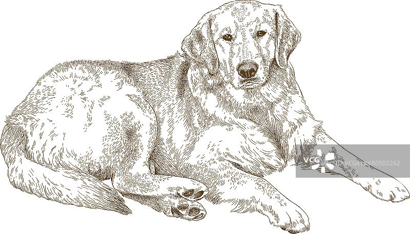 拉布拉多犬雕刻插图图片素材