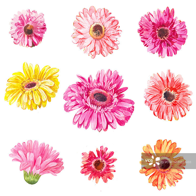一组粉色和黄色的非洲菊头图片素材