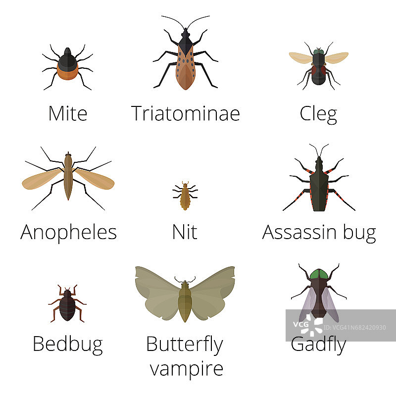 彩色的昆虫图标孤立的野生动物翅膀细节夏季蠕虫毛毛虫昆虫野生矢量插图图片素材
