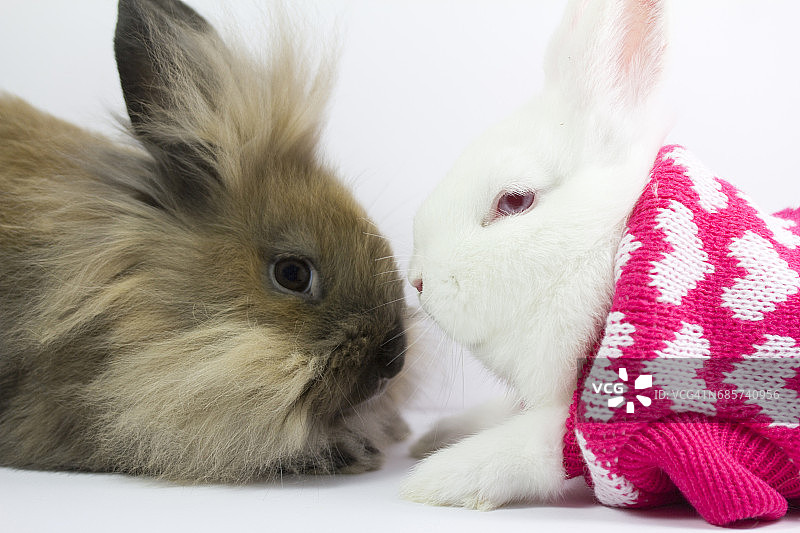 两只小兔子爱上了一件御寒的羊毛衫外套图片素材