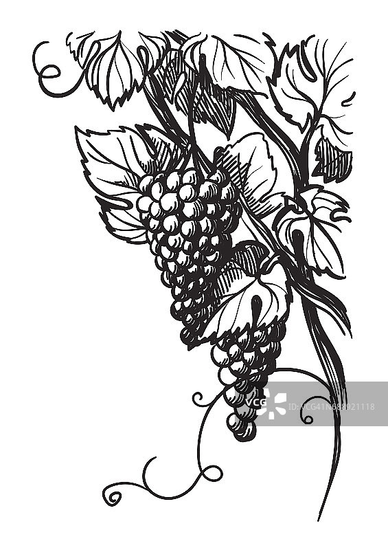 成熟的葡萄与叶孤立在白色上图片素材